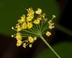 Yellow pimpernel